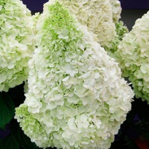 Гортензия метельчатая Hydrangea paniculata Polar Bear
